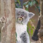 Staring Koala