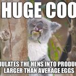 Staring Koala  | A HUGE COOK; STIMULATES THE HENS INTO PRODUCING 
LARGER THAN AVERAGE EGGS | image tagged in staring koala | made w/ Imgflip meme maker