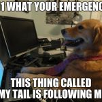 no idea dog high resolution | 911 WHAT YOUR EMERGENCY; THIS THING CALLED MY TAIL IS FOLLOWING ME | image tagged in no idea dog high resolution | made w/ Imgflip meme maker