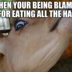 derp face | WHEN YOUR BEING BLAMED FOR EATING ALL THE HAY | image tagged in derp face | made w/ Imgflip meme maker