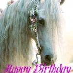 Horse birthday