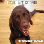 Chuckie the Chocolate Lab  | IT'S THE WEEKEND!!! #CHUCKIETHECHOCOLATELAB | image tagged in chuckie the chocolate lab | made w/ Imgflip meme maker