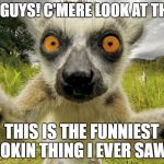 selfi animal | HEY GUYS! C'MERE LOOK AT THIS... THIS IS THE FUNNIEST LOOKIN THING I EVER SAW!!! | image tagged in selfi animal | made w/ Imgflip meme maker