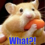 Do yourself a favor and don't watch me eat. | What?! | image tagged in hamster carrot,memes,what | made w/ Imgflip meme maker