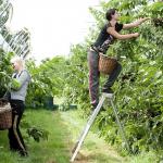 berry picking ladies