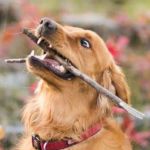Happy Dog | ERMAGERSH; ITS A STICK | image tagged in happy dog | made w/ Imgflip meme maker