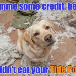Dog’s not stupid | Gimme some credit, here; I didn’t eat your Tide Pods; Tide Pods | image tagged in bad dog,memes,tide pods,funny memes,drsarcasm | made w/ Imgflip meme maker