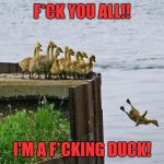 baby ducks | F*CK YOU ALL!! I'M A F*CKING DUCK! | image tagged in baby ducks | made w/ Imgflip meme maker