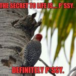 Irritated owl | THE SECRET TO LIFE IS.... P*SSY. DEFINITELY P*SSY. | image tagged in irritated owl | made w/ Imgflip meme maker