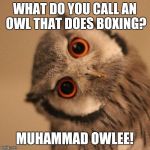 inquisitve owl | WHAT DO YOU CALL AN OWL THAT DOES BOXING? MUHAMMAD OWLEE! | image tagged in inquisitve owl | made w/ Imgflip meme maker