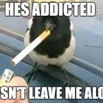 more more  | HES ADDICTED; DOESN'T LEAVE ME ALONE | image tagged in cigarette,bird,addicted,funny,memes | made w/ Imgflip meme maker