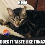 Tide Pod | HMM; DOES IT TASTE LIKE TUNA? | image tagged in tide pod | made w/ Imgflip meme maker