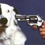 Dog Gun