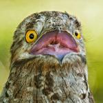 Terrified Potoo