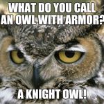 Owl | WHAT DO YOU CALL AN OWL WITH ARMOR? A KNIGHT OWL! | image tagged in owl | made w/ Imgflip meme maker