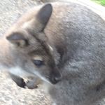 Realisation Wallaby. A new meme template I made lol | WHEN YOU REALISE; YOU'VE LEFT THE OVEN ON | image tagged in realisation wallaby,memes,other,animals,oven,realisation | made w/ Imgflip meme maker