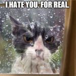 Left out | I HATE YOU. FOR REAL. | image tagged in left out,funny,funny meme,cats,cat | made w/ Imgflip meme maker
