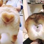 heart shaved into dog butt