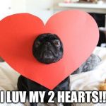 Love pug | I LUV MY 2 HEARTS!! | image tagged in love pug | made w/ Imgflip meme maker