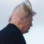 Trump hair 