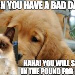 sad puppy | WHEN YOU HAVE A BAD DAY. . . HAHA! YOU WILL STAY IN THE POUND FOR EVA!! | image tagged in sad puppy | made w/ Imgflip meme maker