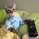 netflix cat