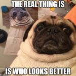 funny pug | THE REAL THING IS; IS WHO LOOKS BETTER | image tagged in funny pug | made w/ Imgflip meme maker