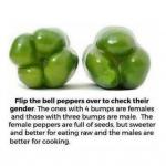 bell peppers sex