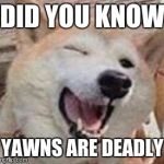 Doggo | DID YOU KNOW; YAWNS ARE DEADLY | image tagged in doggo | made w/ Imgflip meme maker