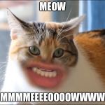 MEOW Cat | MEOW; MMMMEEEEOOOOWWWW | image tagged in meow cat | made w/ Imgflip meme maker