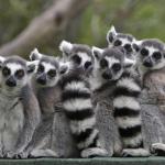 Pile of Lemurs