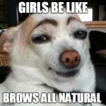 Dog With Eyebrows | GIRLS BE LIKE; BROWS ALL NATURAL | image tagged in dog with eyebrows | made w/ Imgflip meme maker