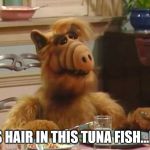 Yum | THERE'S HAIR IN THIS TUNA FISH...I LIKE IT | image tagged in alf,eating,tuna,hair | made w/ Imgflip meme maker