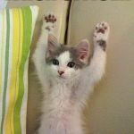 Hands up kitten | WHOA OFFICER; IM INOCENT KITTEN | image tagged in hands up kitten | made w/ Imgflip meme maker
