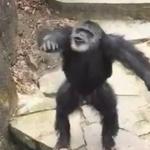Poo chucking chimp