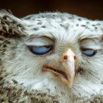 relaxed owl