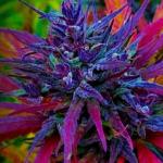 purple kush weed marijuana 420