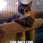 Only 9! | YOLNT; YOU ONLY LIVE NINE TIMES | image tagged in cats,cat memes,minty memes,nine lives,yolo,yolnt | made w/ Imgflip meme maker