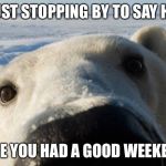 polar bear | JUST STOPPING BY TO SAY HI! HOPE YOU HAD A GOOD WEEKEND. | image tagged in polar bear | made w/ Imgflip meme maker