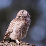 Leadership Owl