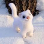 baby snow weasel