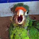 Stupid Parrot