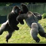 Gorilla fight