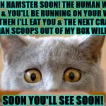 HAMSTER POOP | SOON HAMSTER SOON! THE HUMAN WILL LEAVE & YOU'LL BE RUNNING ON YOUR WHEEL & THEN I'LL EAT YOU & THE NEXT CRAP MY HUMAN SCOOPS OUT OF MY BOX WILL BE YOU; SOON YOU'LL SEE SOON! | image tagged in hamster poop | made w/ Imgflip meme maker