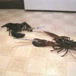 lobster knife fight