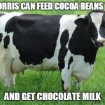 Chuck Norris Chocolate milk | CHUCK NORRIS CAN FEED COCOA BEANS TO A COW; AND GET CHOCOLATE MILK | image tagged in cow,chocolate milk,chuck norris,memes,funny memes | made w/ Imgflip meme maker