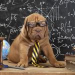 Know It All Nerd Dog