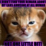 GRUMPY KITTEN | I DIDN'T FIND YOUR REMARK ABOUT MY EARS AMUSING AT ALL HUMAN; NOT ONE LITTLE BIT! | image tagged in grumpy kitten | made w/ Imgflip meme maker