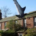 Shark roof