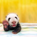 Tiny Cute Baby Panda Waves